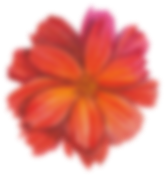 flower flower