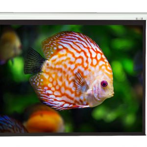 AOV 60x60吋 1:1 Electric Screen 電動投影幕